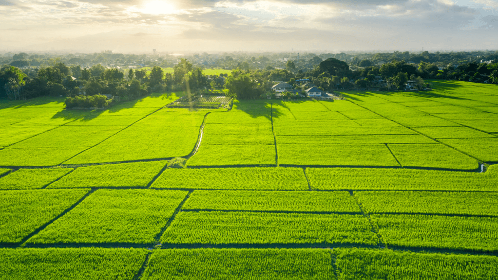 O papel dos cartórios na regularização fundiária e no combate à grilagem de&nbsp;terras